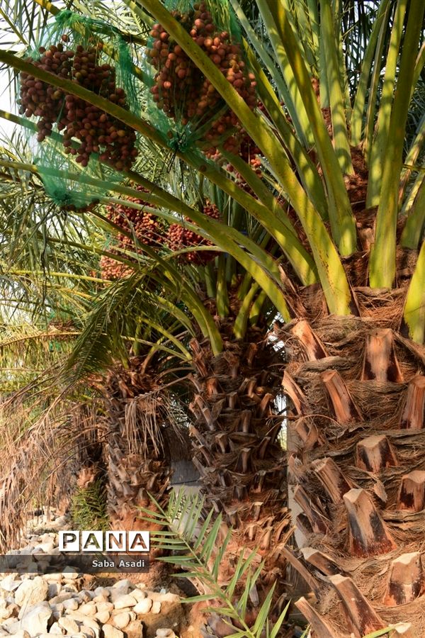 آغاز برداشت محصول رطب و خرمای نخلستان‌های  گله‌دار