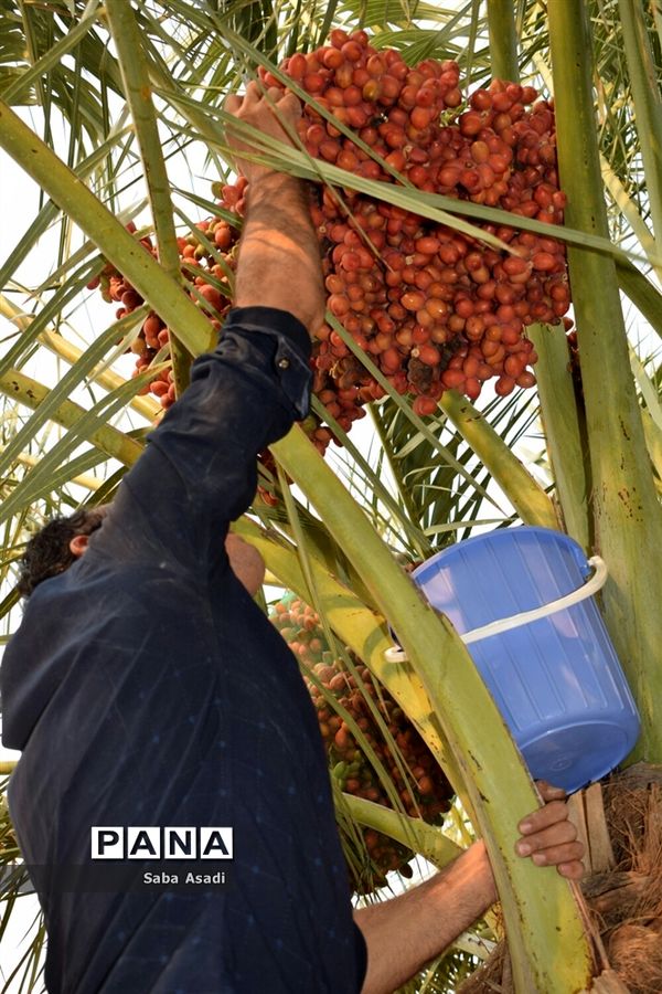 آغاز برداشت محصول رطب و خرمای نخلستان‌های  گله‌دار