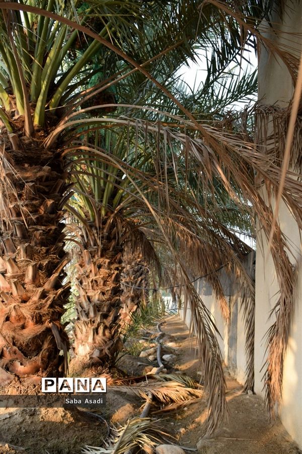 آغاز برداشت محصول رطب و خرمای نخلستان‌های  گله‌دار