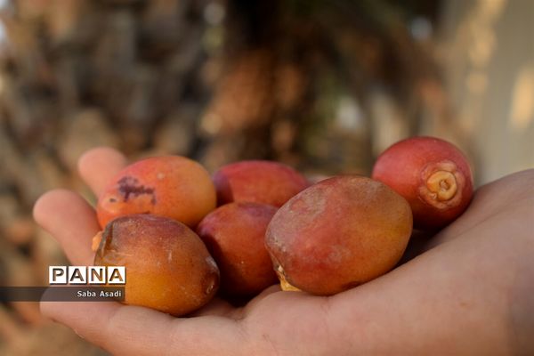 آغاز برداشت محصول رطب و خرمای نخلستان‌های  گله‌دار