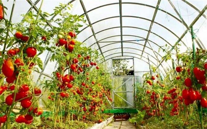 توسعه 50 درصدی  گلخانه های سیب و سوران