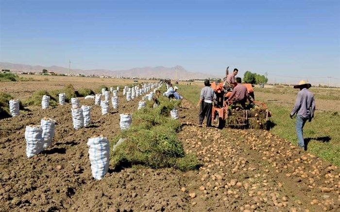 صادرات سیب‌زمینی تا اطلاع ثانوی بدون پرداخت عوارض مجاز شد