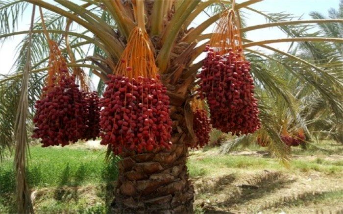 پیش بینی برداشت بیش از 23 هزار تن خرما از نخلستان‌های سیب و سوران