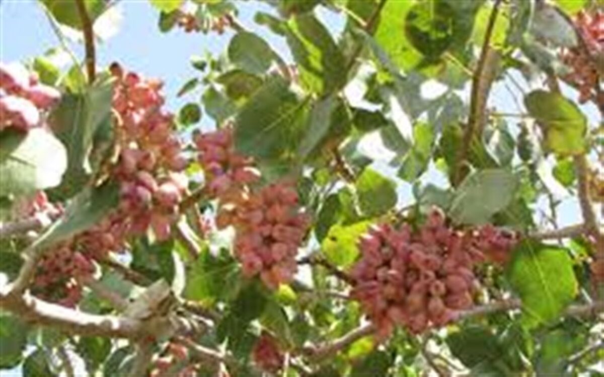 برداشت ۶ هزار و ۷۰۰ تن پسته ازباغات شهرستان نیشابور