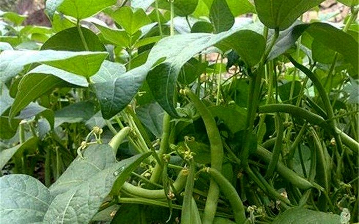 کشت دوم در ۱۳۵ هزار هکتار شالیزارهای گیلان آغاز شد