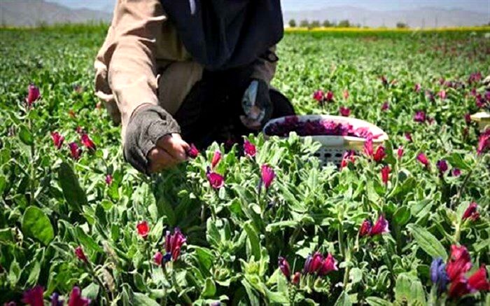 سالانه بیش‌از پنج تن گیاه دارویی در ایرانشهر برداشت می‌شود
