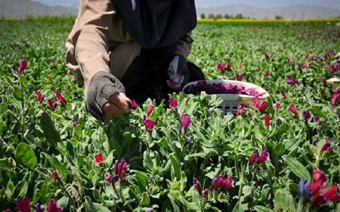 سالانه بیش‌از پنج تن گیاه دارویی در ایرانشهر برداشت می‌شود