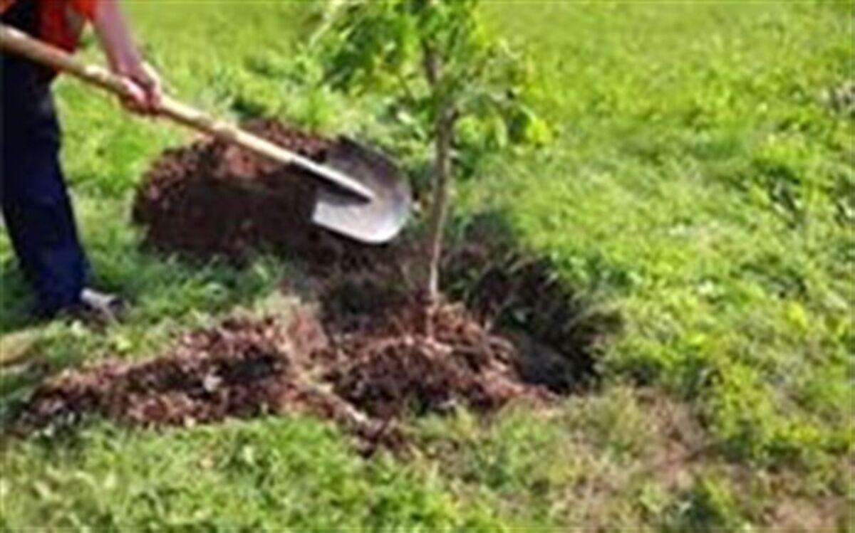 اجرای  پویش هر خانه یک درخت در زاهدان
