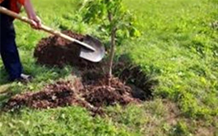 اجرای  پویش هر خانه یک درخت در زاهدان