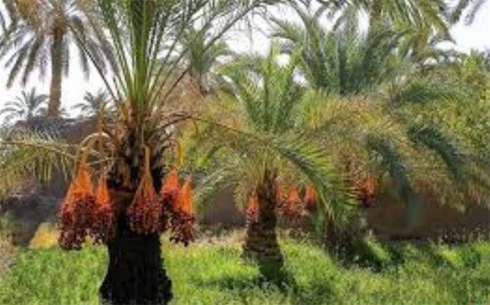 خرمای ۷۰ درصد از نخلستانهای مهرستان برداشت شد