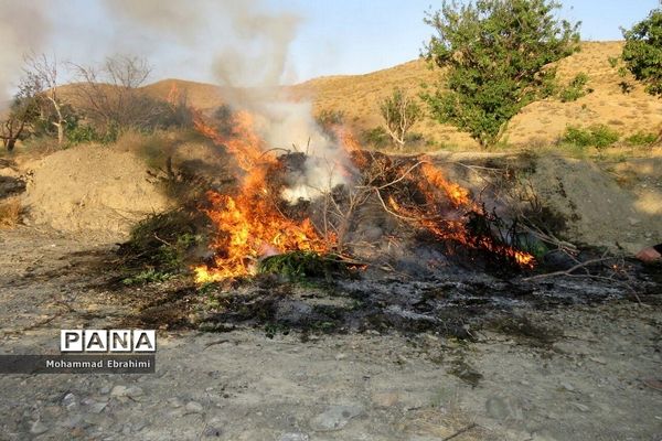 کشف مزرعه شاهدانه توسط سربازان گمنان امام زمان (عج) در سپاه ناحیه سمنان