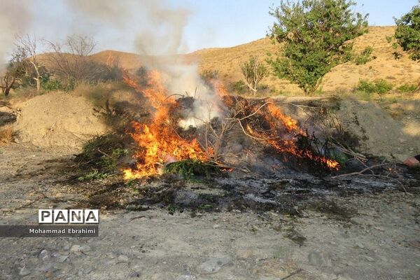 کشف مزرعه شاهدانه توسط سربازان گمنان امام زمان (عج) در سپاه ناحیه سمنان