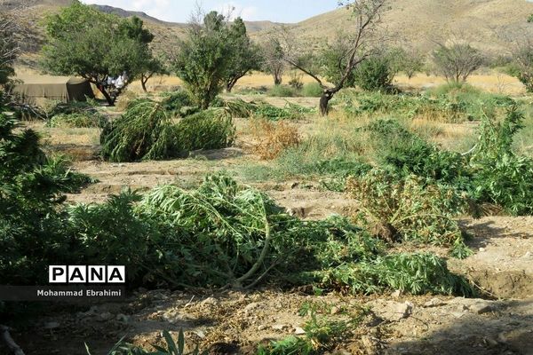 کشف مزرعه شاهدانه توسط سربازان گمنان امام زمان (عج) در سپاه ناحیه سمنان