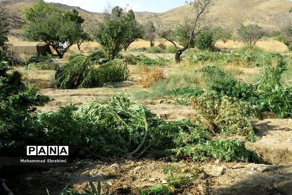 کشف مزرعه شاهدانه توسط سربازان گمنان امام زمان (عج) در سپاه ناحیه سمنان