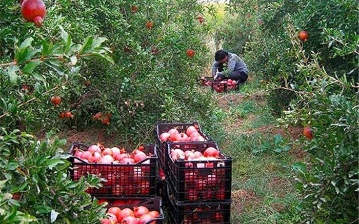 تولیدات باغی متعادل شد