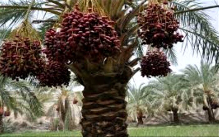 خرمای ایرانشهر به کشورها ی اروپایی صادر می‌شود