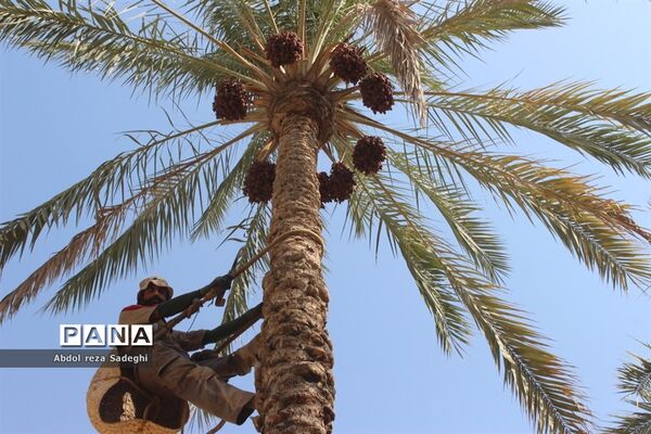 برداشت خرما در منطقه آب پخش دشتستان