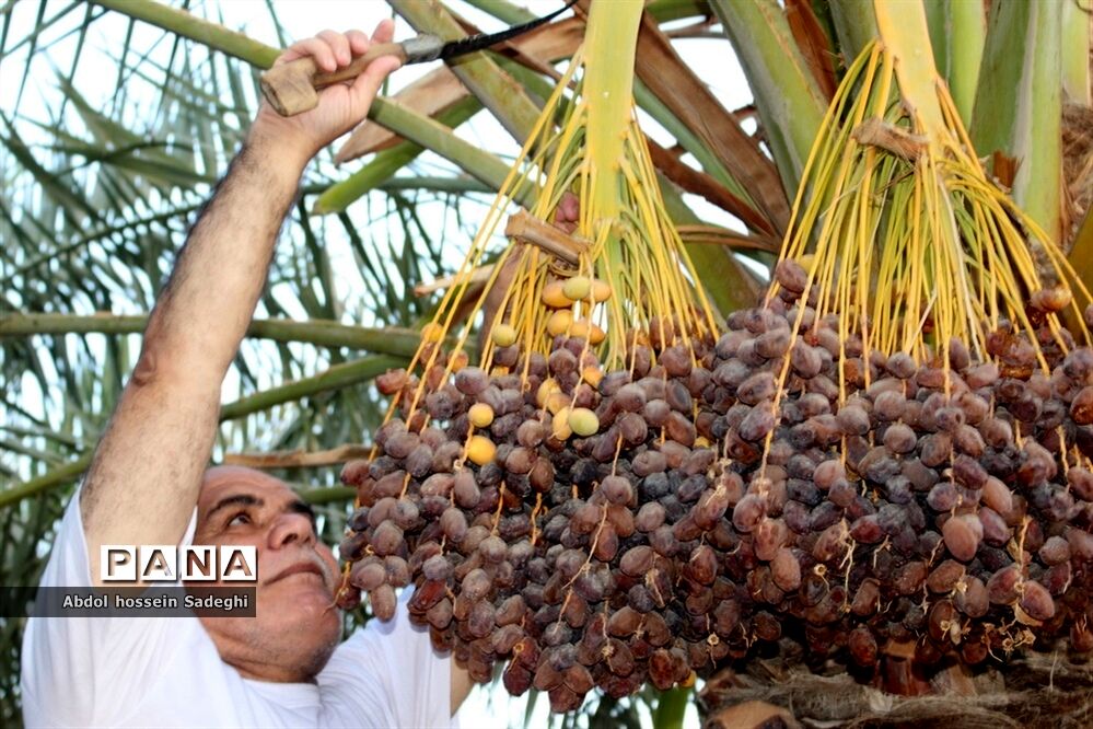 برداشت خرما در منطقه آب پخش دشتستان