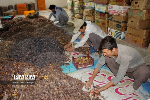 برداشت خرما در منطقه آب پخش دشتستان