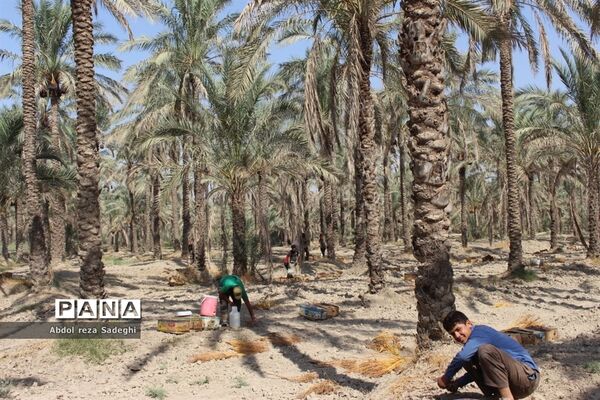 برداشت خرما در منطقه آب پخش دشتستان