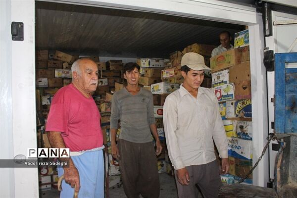برداشت خرما در منطقه آب پخش دشتستان