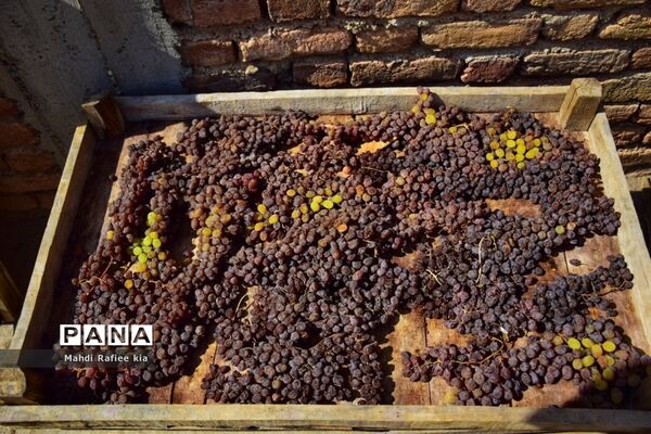 برداشت انگور و خط تولید کشمش در شهرستان ملکان