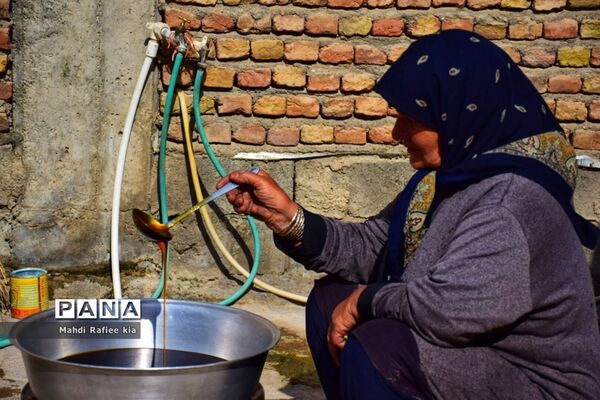 برداشت انگور و خط تولید کشمش در شهرستان ملکان