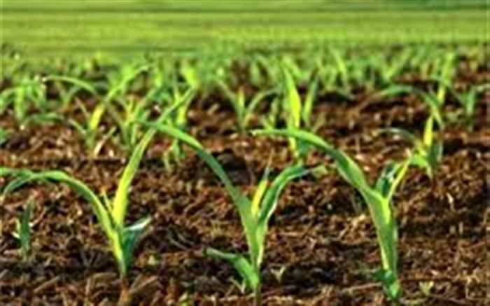 جایگزینی کود های زیستی بذرمال با شیمیایی در مراغه