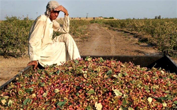 بیش از ۱۱‌ هزار تن پسته در سیستان و بلوچستان برداشت شد