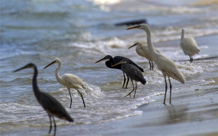 ورود نخستین دسته از پرندگان مهاجر به  کنارک