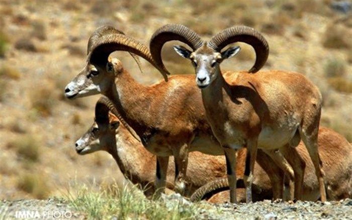 ۴۶۰ راس کَل و بز بر اثر طاعون در کلاه قاضی اصفهان تلف شدند