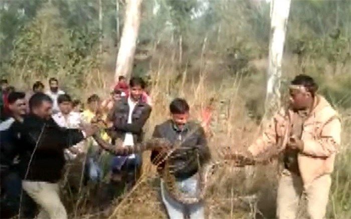 مار پیتونی که یک روستا را به وحشت انداخت!