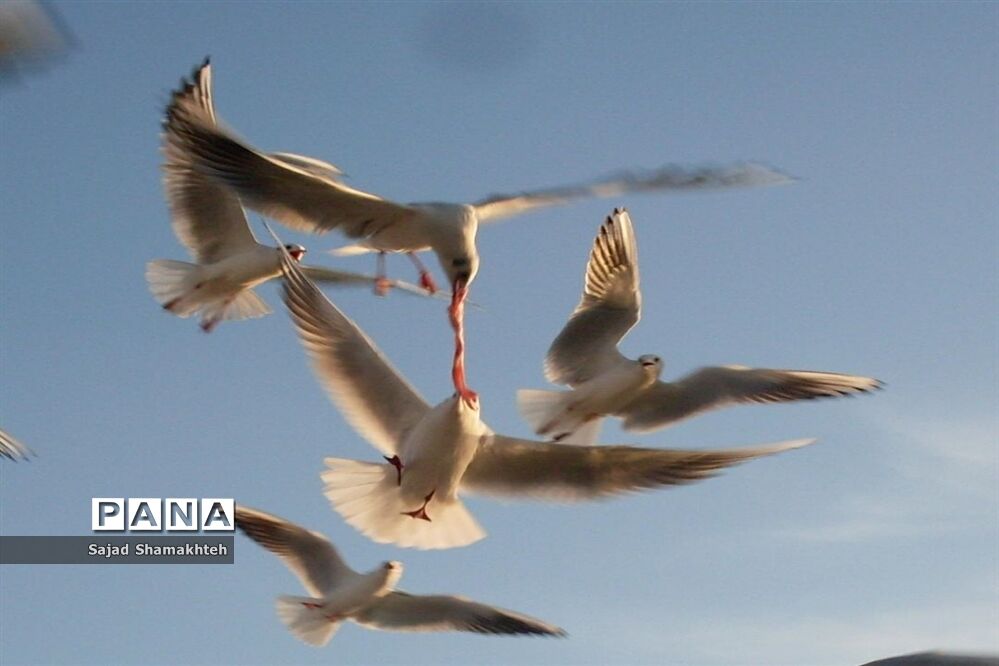 چهارشنبه ها با کارون  و کاکایی