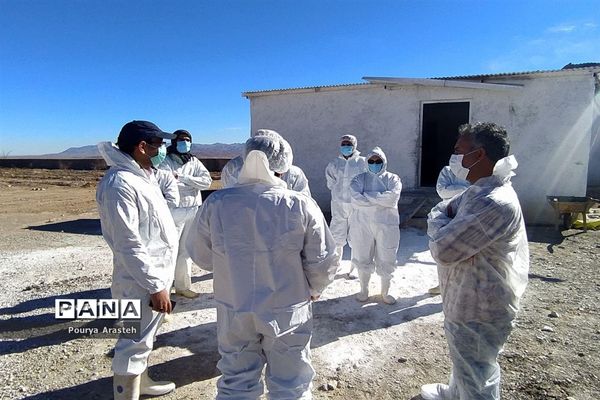 بازدید از عملیات معدوم سازی مرغداری درگیر با بیماری  آنفولانزا درشهرستان خوسف استان خراسان جنوبی