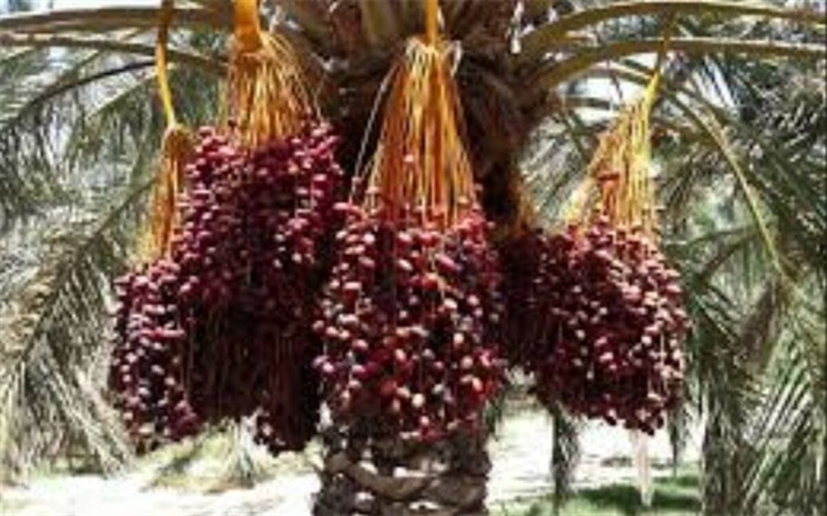 معاملات خرما از سه شنبه در بورس کالا آغاز می‌شود