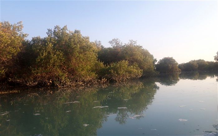 تأکید رئیس سازمان جنگل‌ها بر حفاظت از جنگل‌های حرا