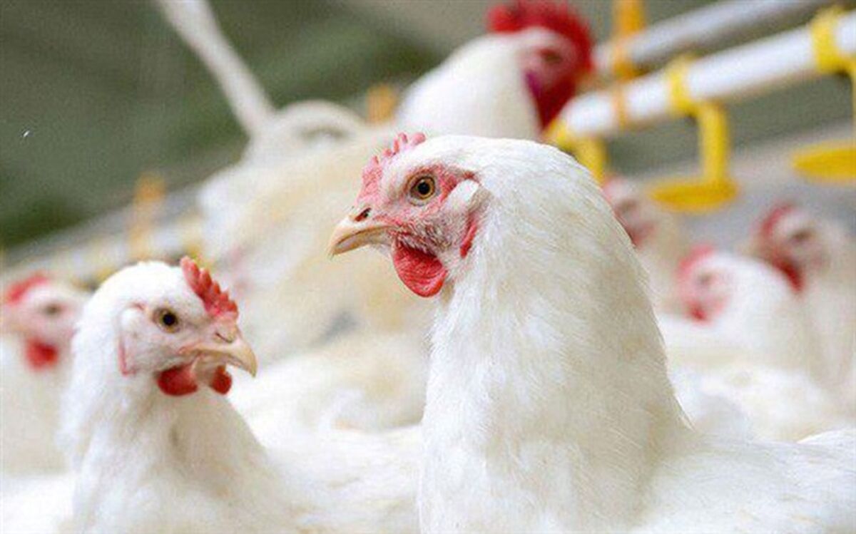 سهمیه نهاده و سوخت به واحـدهای پرورش طیور فاقد بیمه قطع شود