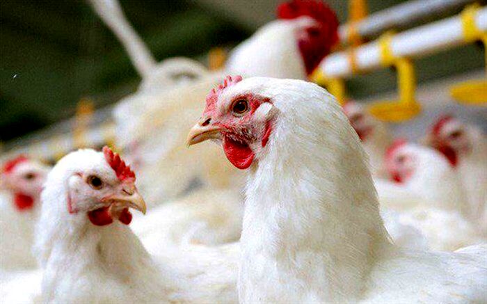 سهمیه نهاده و سوخت به واحـدهای پرورش طیور فاقد بیمه قطع شود