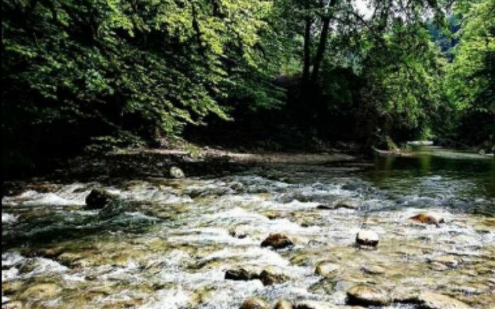 جنگل جیغ، پدیده ای مخوف درخراسان رضوی