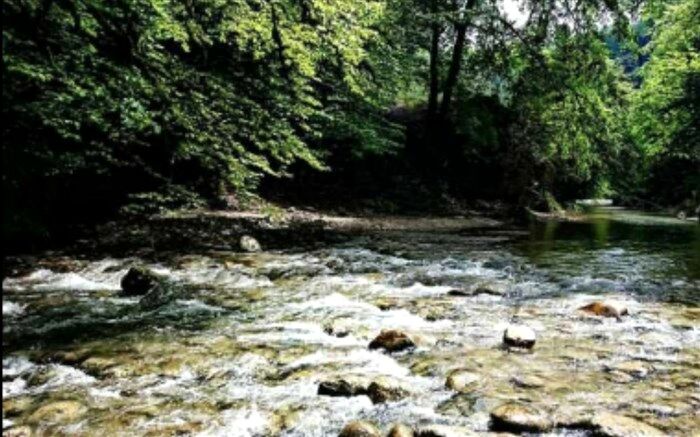 جنگل جیغ، پدیده ای مخوف درخراسان رضوی