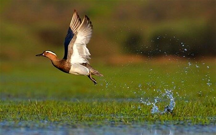 شکار، بزرگترین تهدید برای اکوسیستم تالاب انزلی است