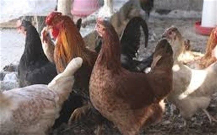 ۳۱۵ هزار قطعه طیور بومی در سیستان و بلوچستان واکسینه شدند