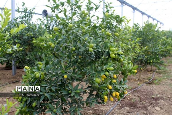 افتتاح ۳۱ گلخانه روستای خرماکلای در قائم‌شهر