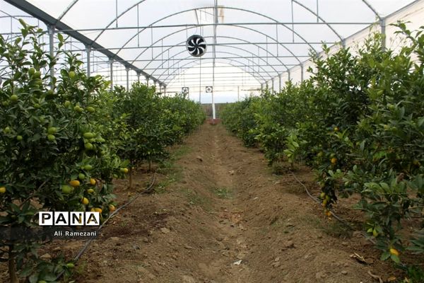 افتتاح ۳۱ گلخانه روستای خرماکلای در قائم‌شهر