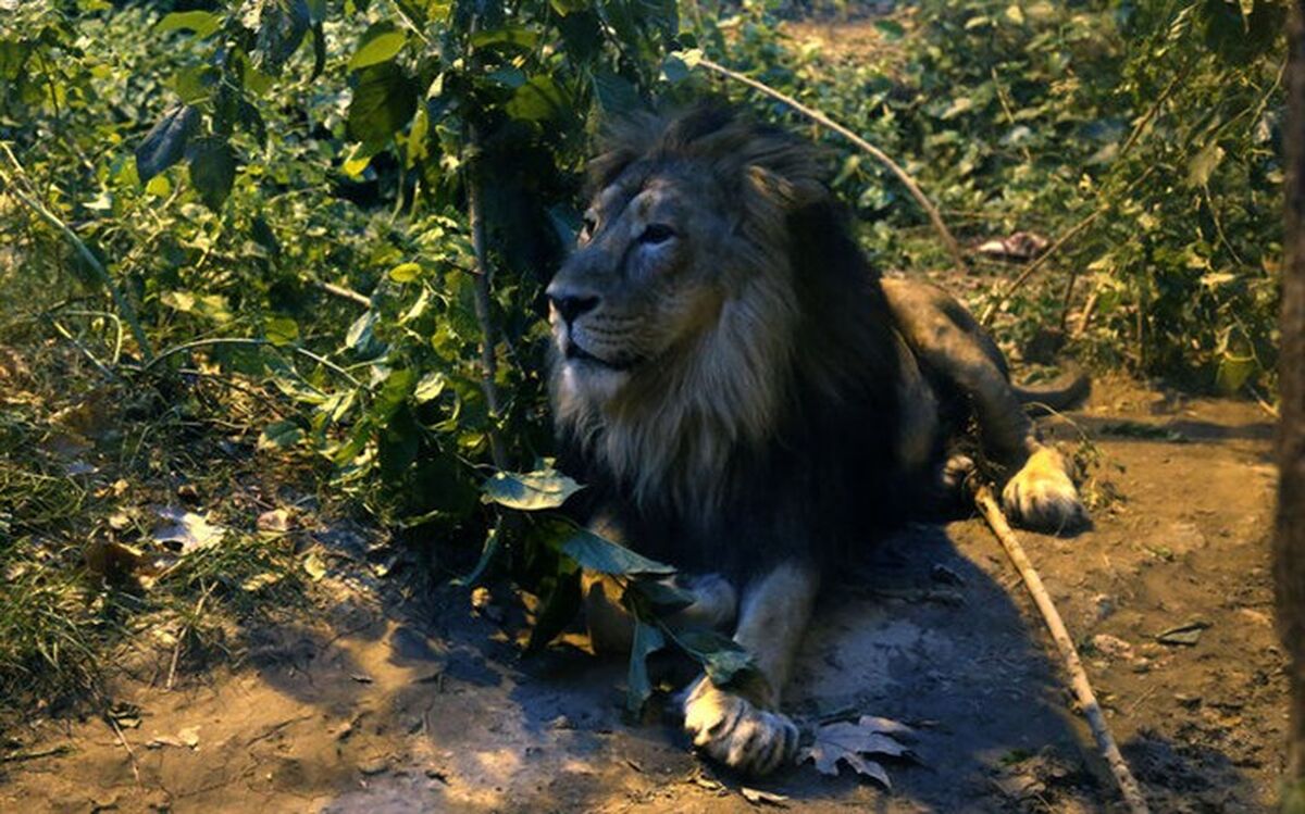 مسئول پیگیری روند درمان «هیرمان» تعیین شد