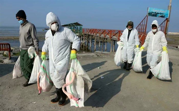 پرندگان مبتلا به آنفلوانزای فوق حاد معدوم شدند