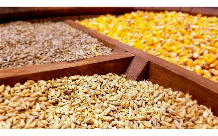 مرغداری ها در تامین نهاده های مرغی هیچ مشکلی ندارند