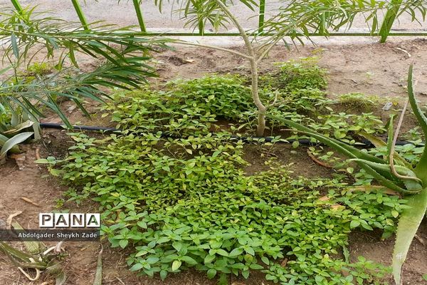 پرورش خلاقیت دانش‌آموزان در کنار پرورش گل و گیاه در چابهار