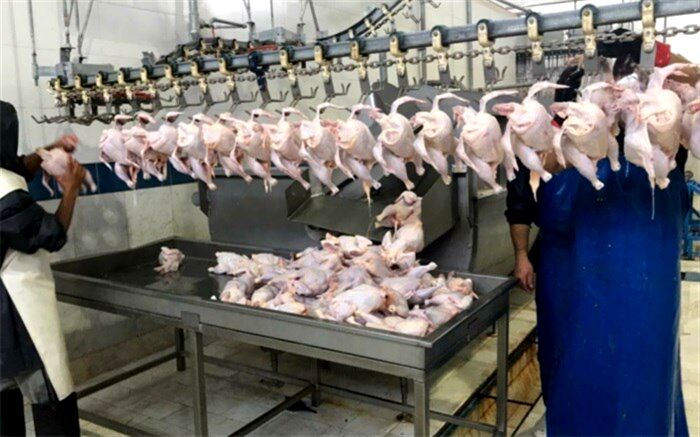 ۴۵۰ هزار قطعه مرغ گوشتی در مرودشت آماده عرضه به بازار است