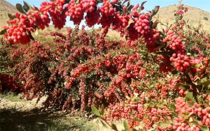 برای اولین بار کاشت زرشک در سطح 8000 مترمربع در نی‌ریز